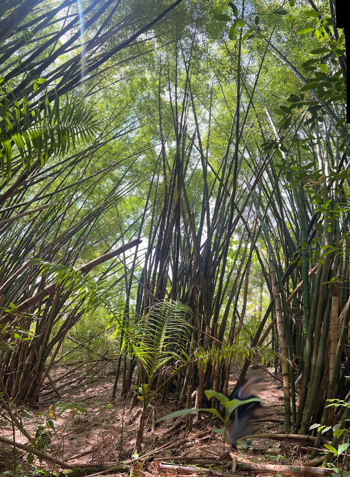 Finca Candelaria