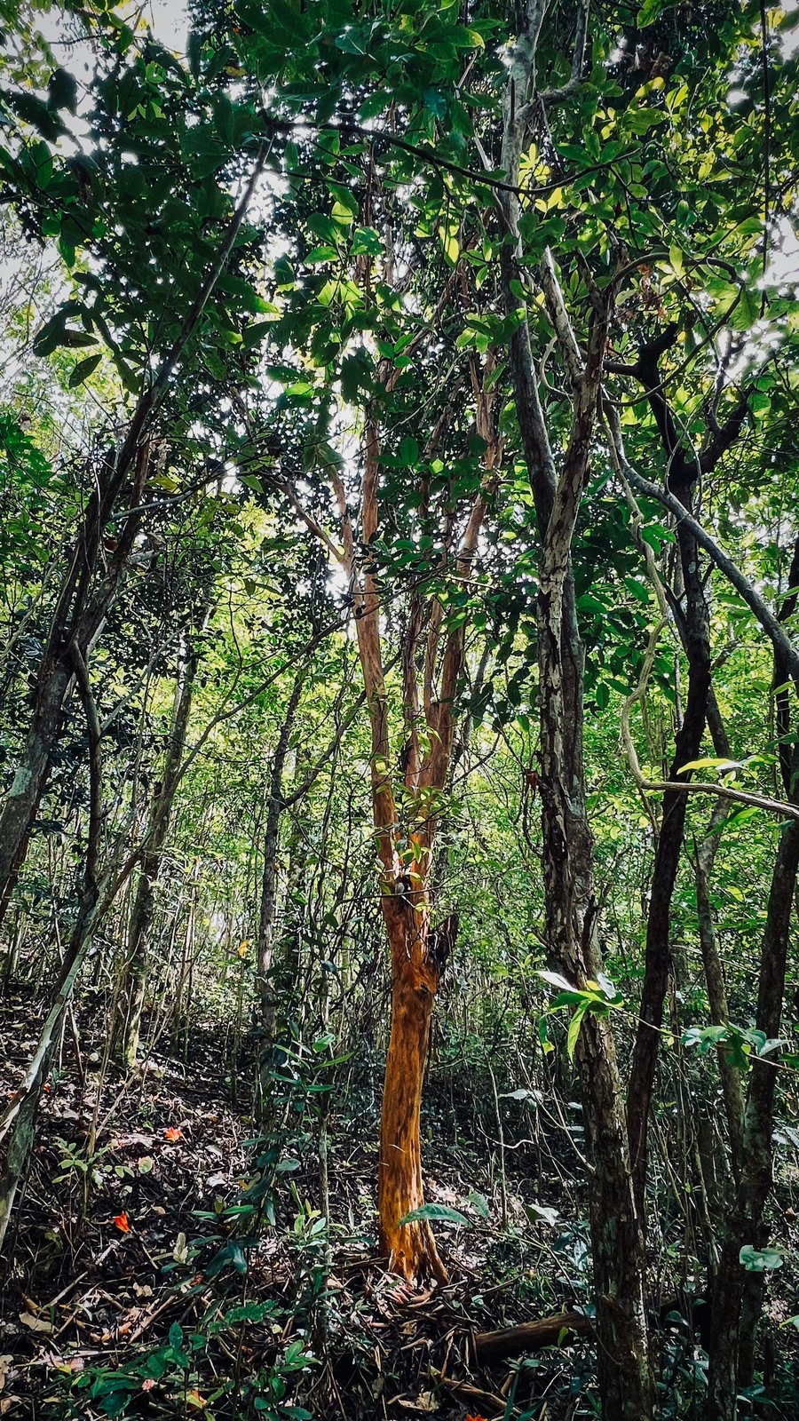 Finca Candelaria